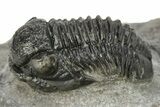 Detailed Gerastos Trilobite Fossil - Morocco #226623-2